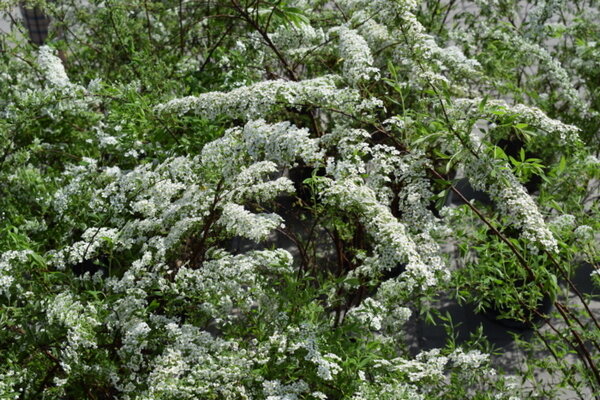     В Иванове в сквере на улице Парижской Коммуны высадили дубы и кустарники