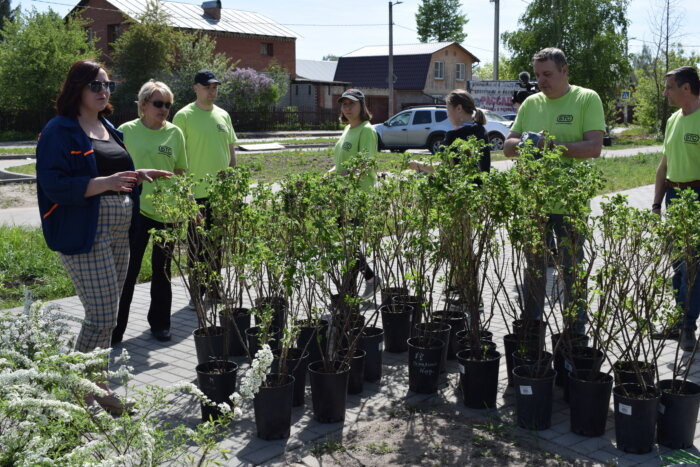     В Иванове в сквере на улице Парижской Коммуны высадили дубы и кустарники