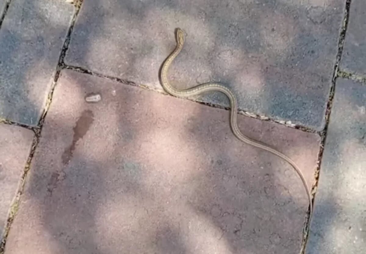    Волгоградцы поделились видео змей, оккупировавших город