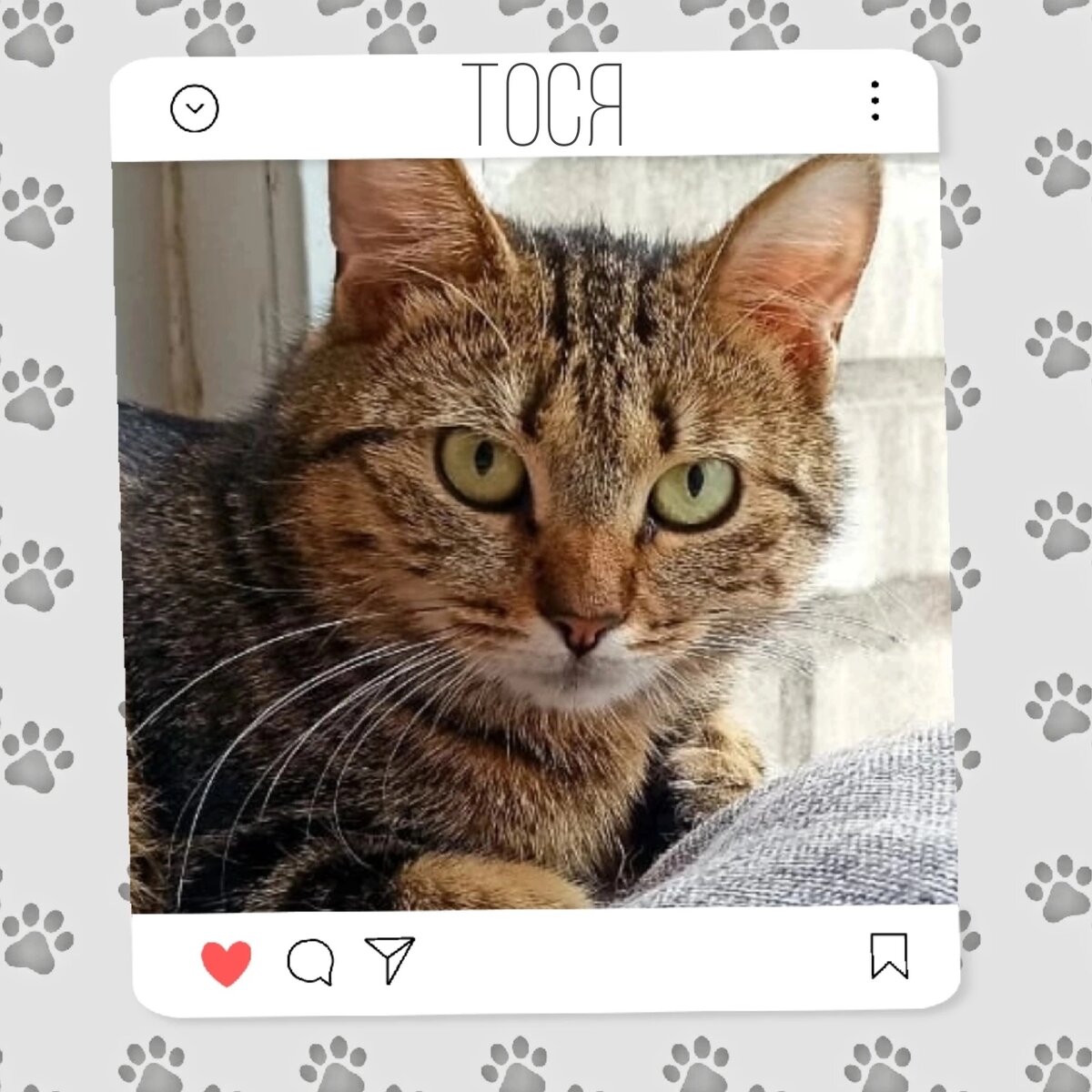 Кошка Тося ищет дом ♥️🐈 | Приют для кошек 