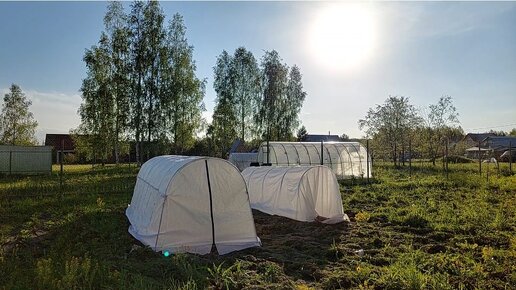 ВЫСАДИЛИ ТОМАТЫ в 2 парника : агрощит и СОЧНЫЙ ТОМАТ 🍅