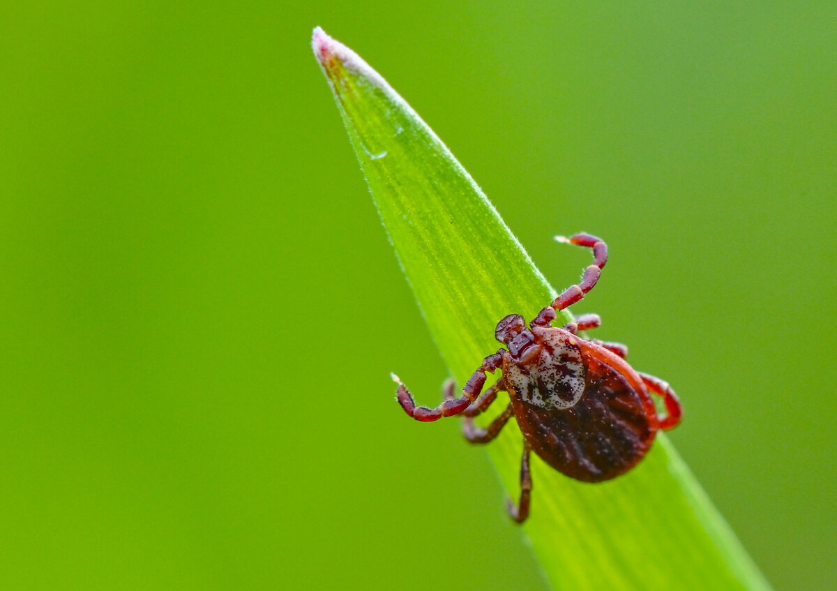 Фото: Patrick Pleul/picture alliance/Getty Images