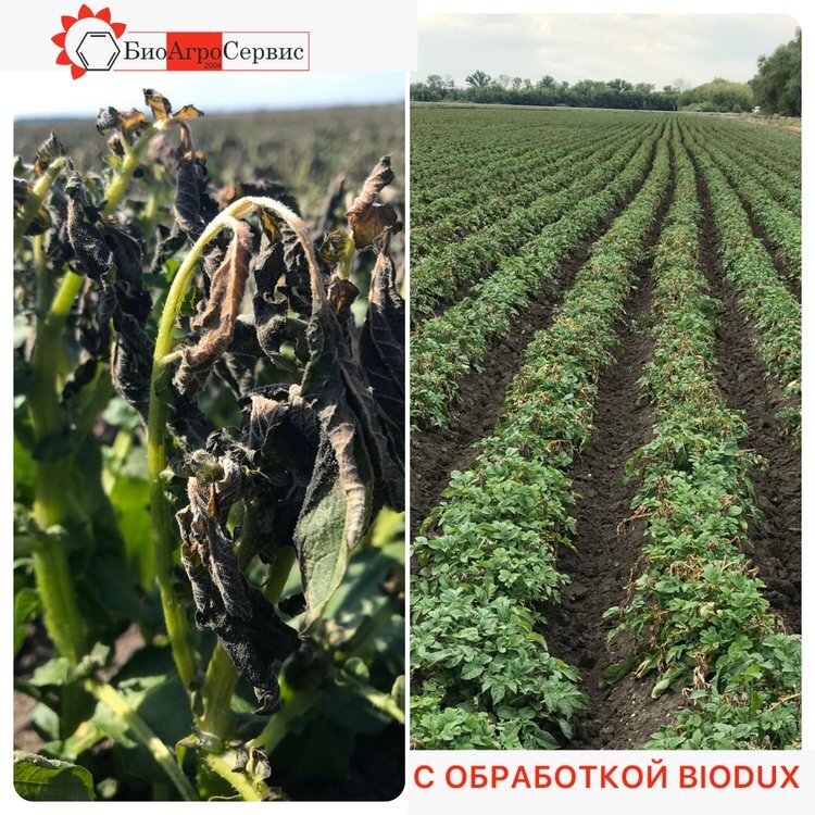 С обработкой Biodux®📷    Весенние заморозки и длительное отсутствие атмосферных осадков на полях. Что делать?
