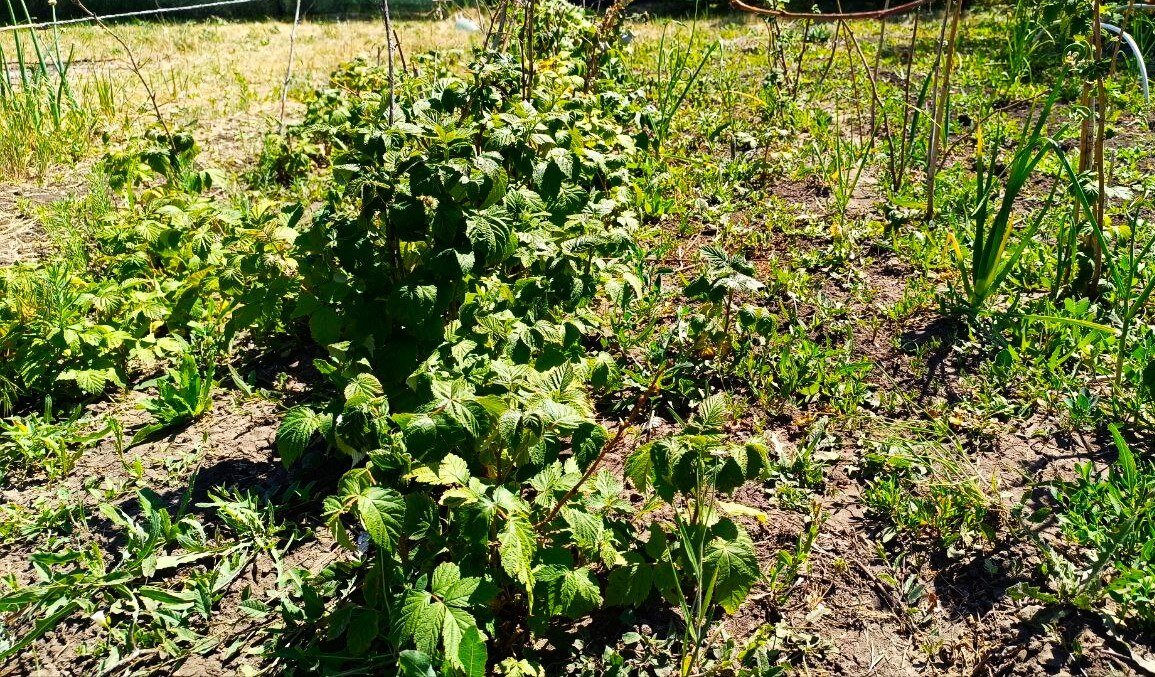  Полностью победить сорняки нельзя — они появляются снова и мешают росту культур. Фото автора