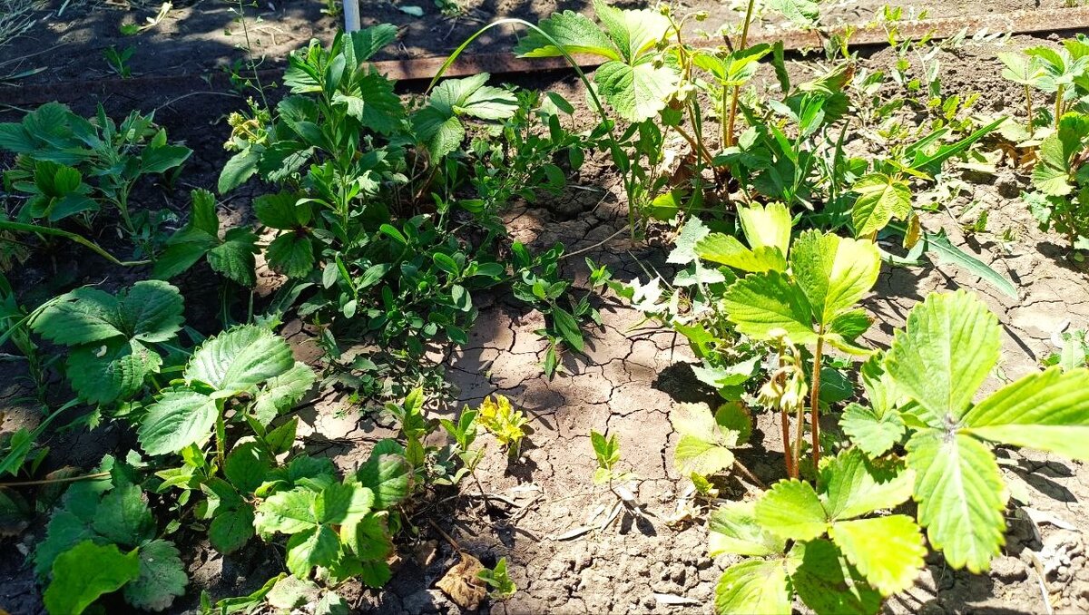  Сорняки закрывают культурным растениям свет. Фото автора