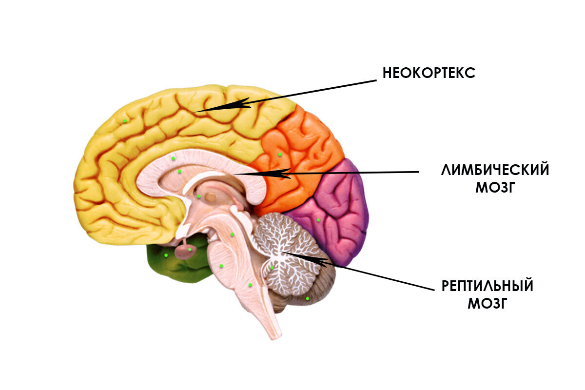 Неокортексе лимбической системе рептильном мозге. Строение головного мозга + неокортекс. Лимбический мозг и неокортекс. Неокортекс лимбическая система и рептильный мозг. Рептильный лимбический неокортекс 3 части.