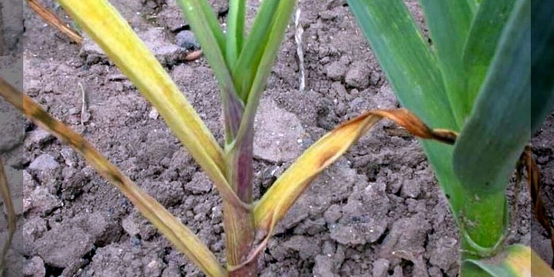 Взрослый чеснок к лету пожелтел: причины пожелтения чеснока и как быстро помочь чесноку справиться с проблемами