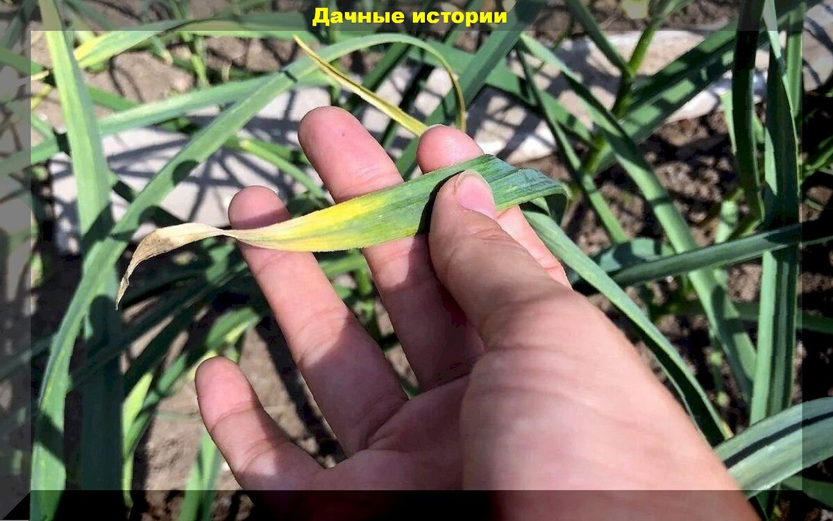 https://vk.com/photo-159774511_457265606. Чеснок после сильных возвратных заморозков