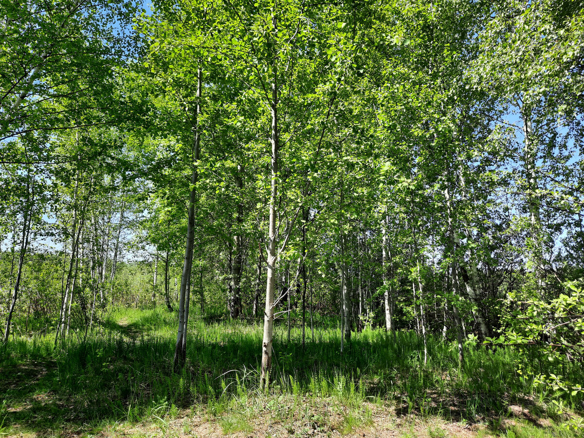 Красота! А в траве ещё и грибочки! Фото автора.