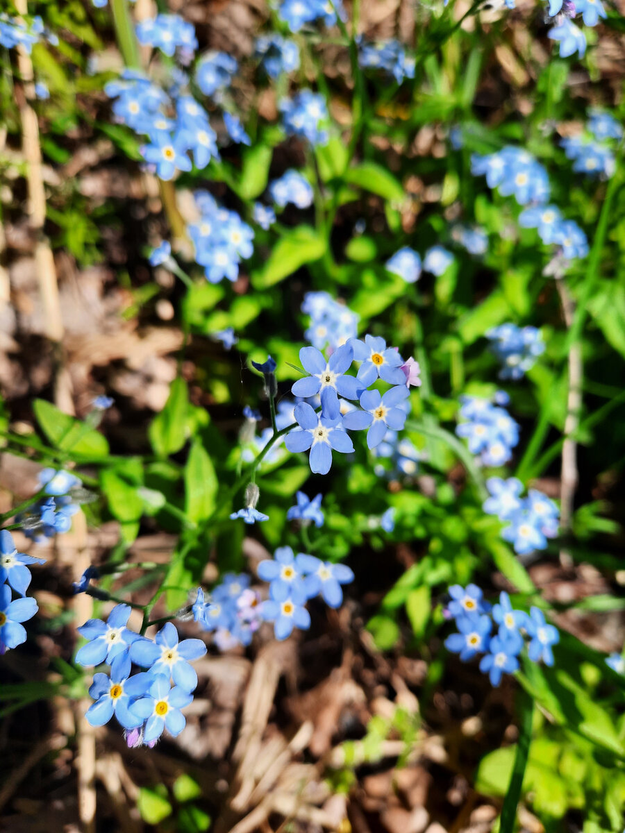 У кого грибы, а у кого незабудки! Фото автора.