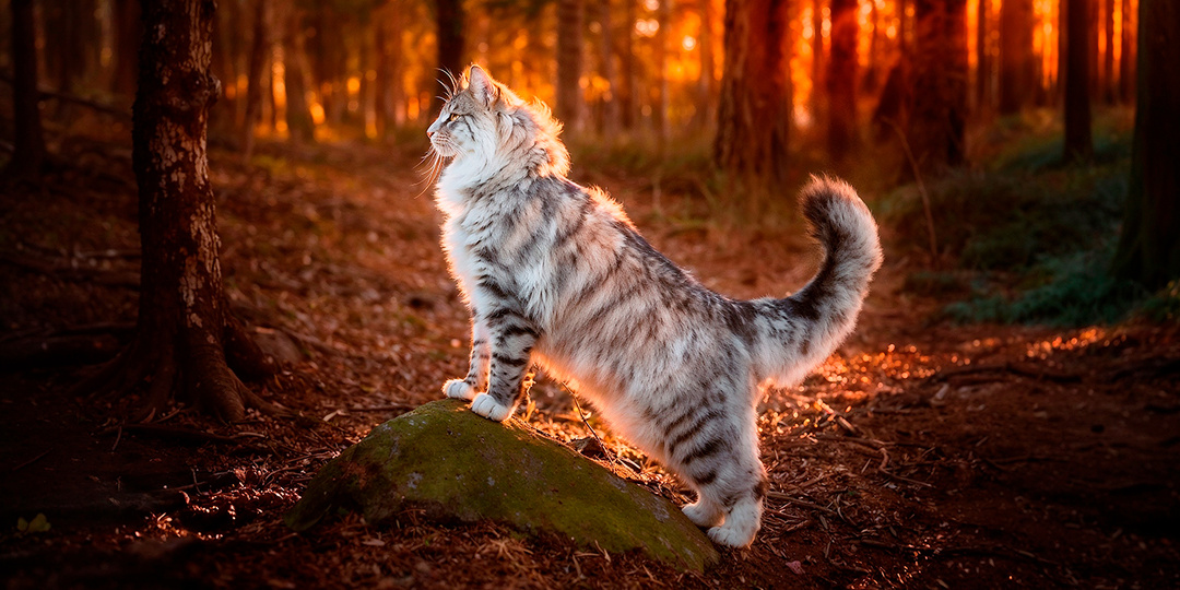 Друг из леса