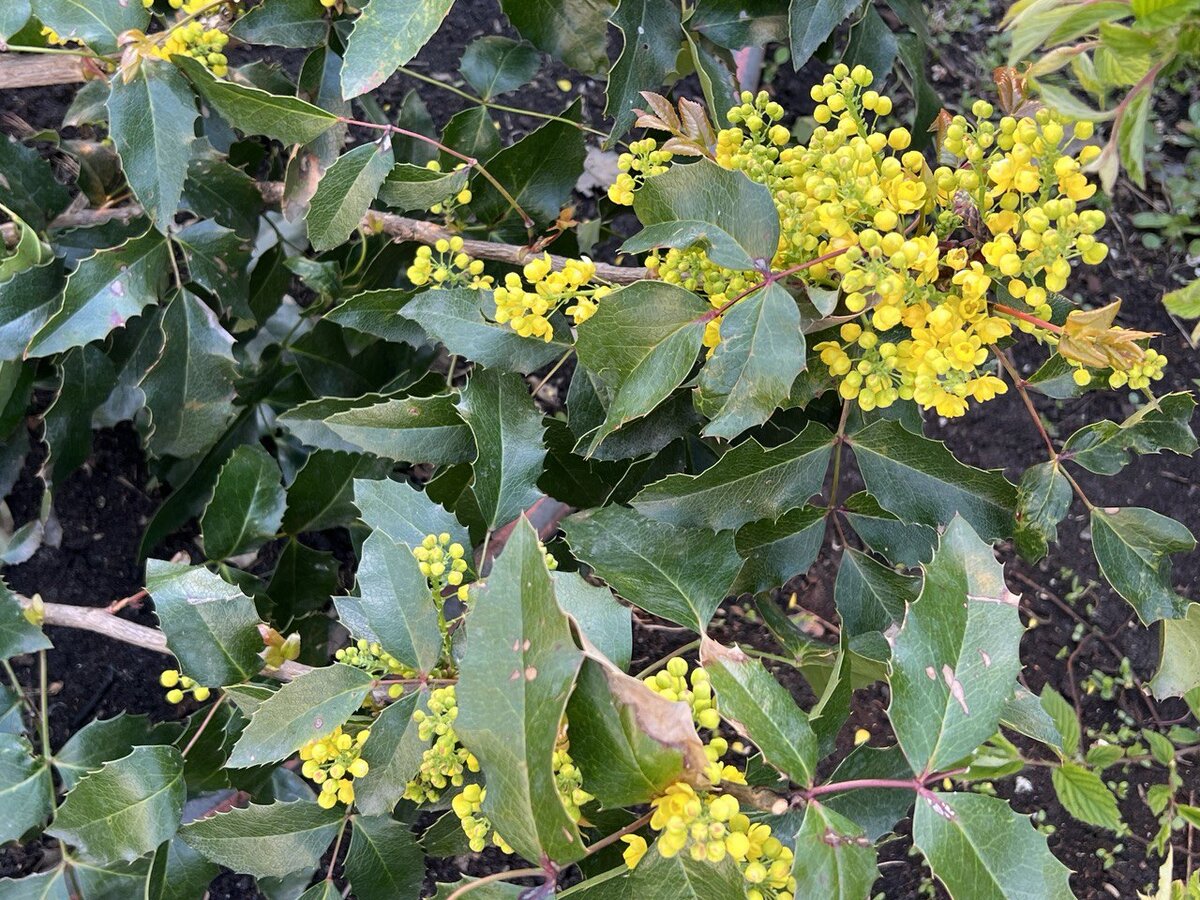 Магония падуболистная