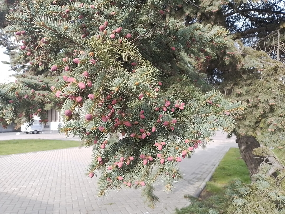 Ель голубая в Н-Тагиле