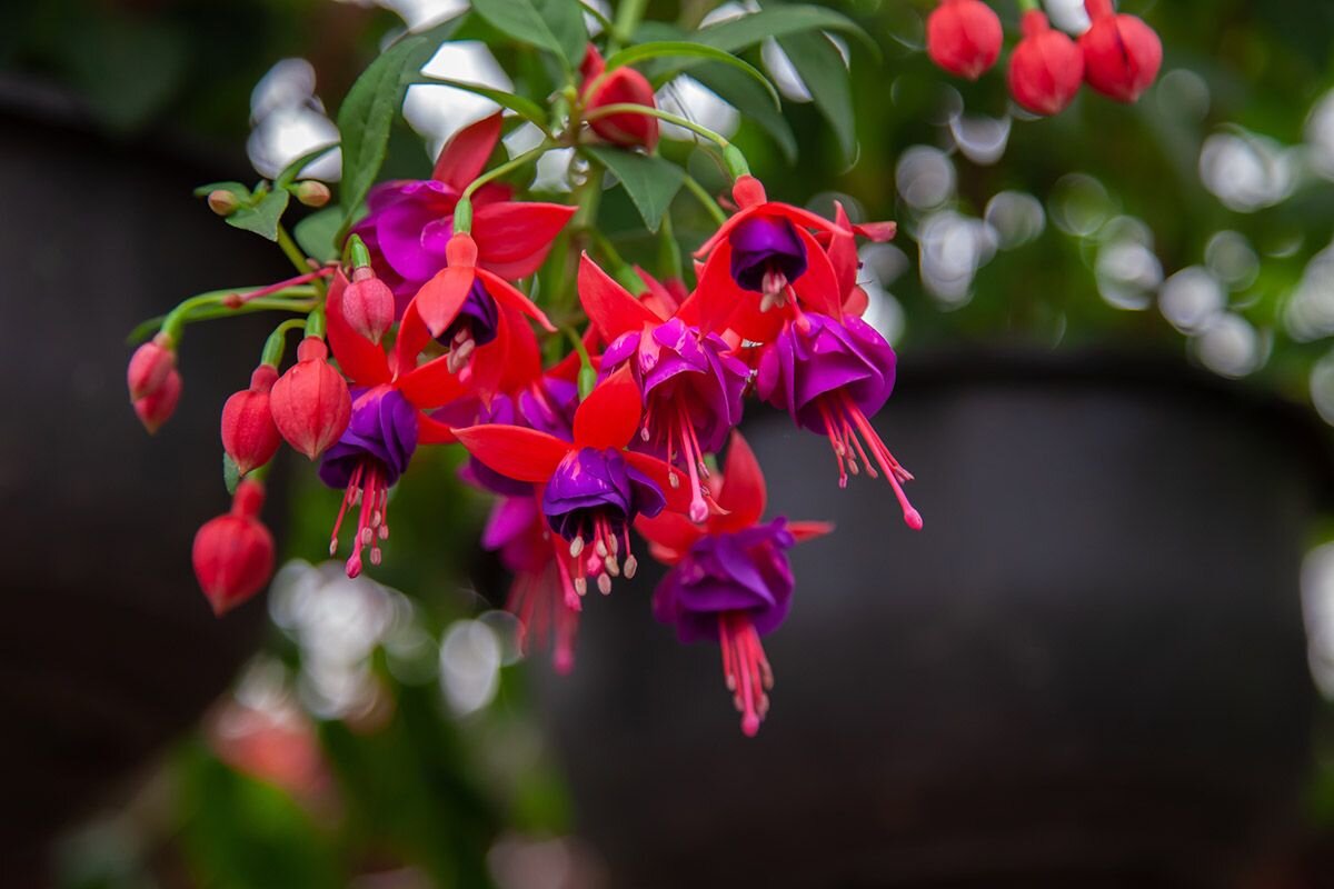 Особенно эффектно смотрятся биколоры📷
