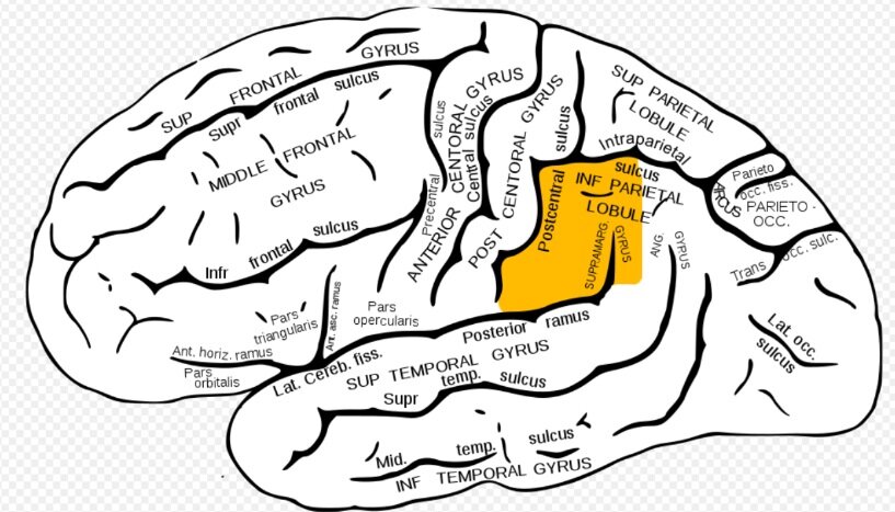    Супрамаргинальная (надкраевая) извилина выделена желтымВикипедия