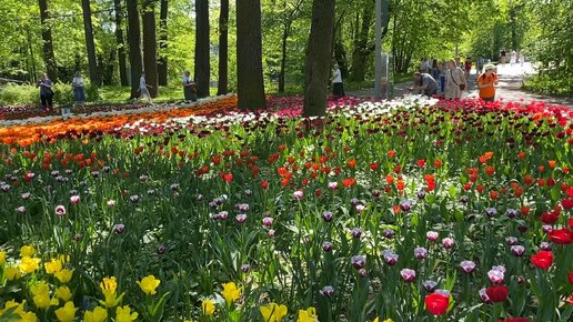 Фестиваль тюльпанов в Санкт-Петербурге