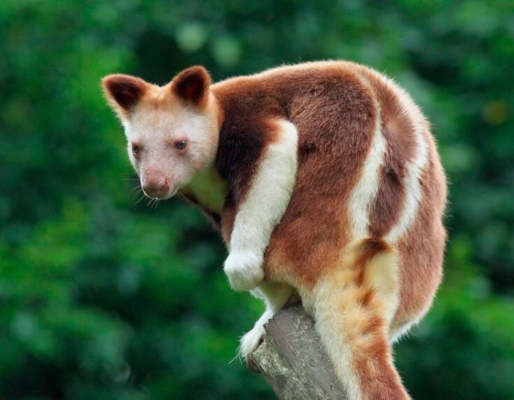 древесный  кенгуру 