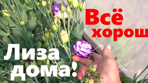 #207 Как дела у Лизы?!