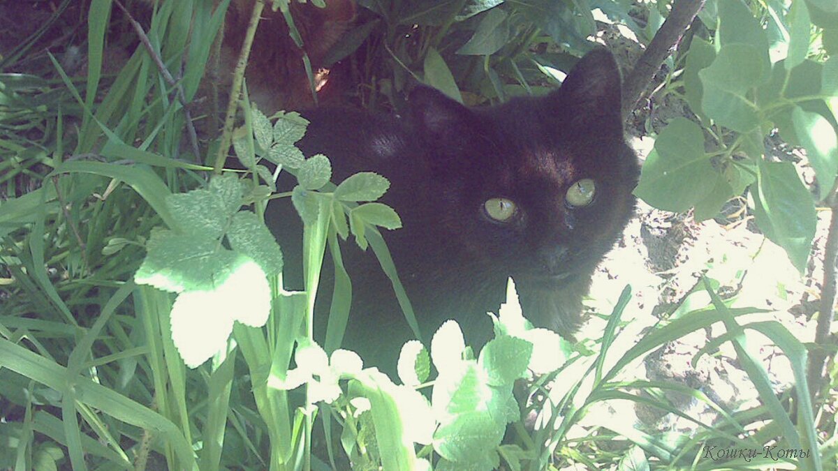 Каким будет лето, спроси у рябины, жука и волка. 