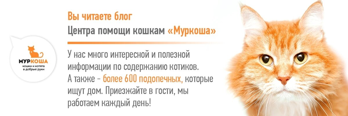 Всегда есть повод для счастья. Всего лишь нужно завести кошечку или кота, и вот оно ваше счастье! Самое большое и дорогое, необыкновенное и незабываемое, самое любимое и родное😻!