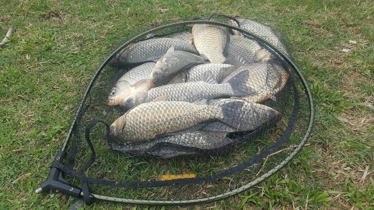 Ловля карася на фидер