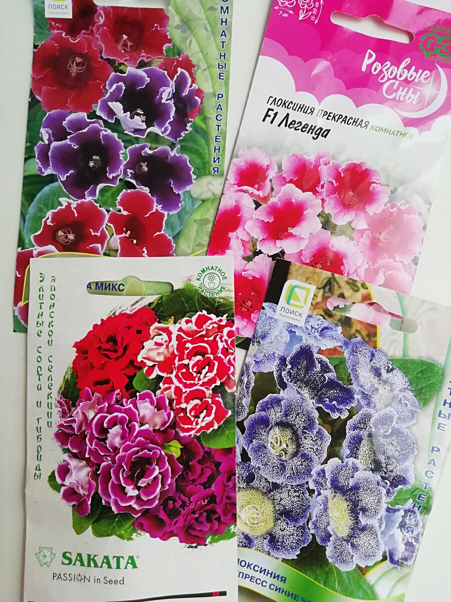 Глоксинии, которые будут расти на моих подоконниках