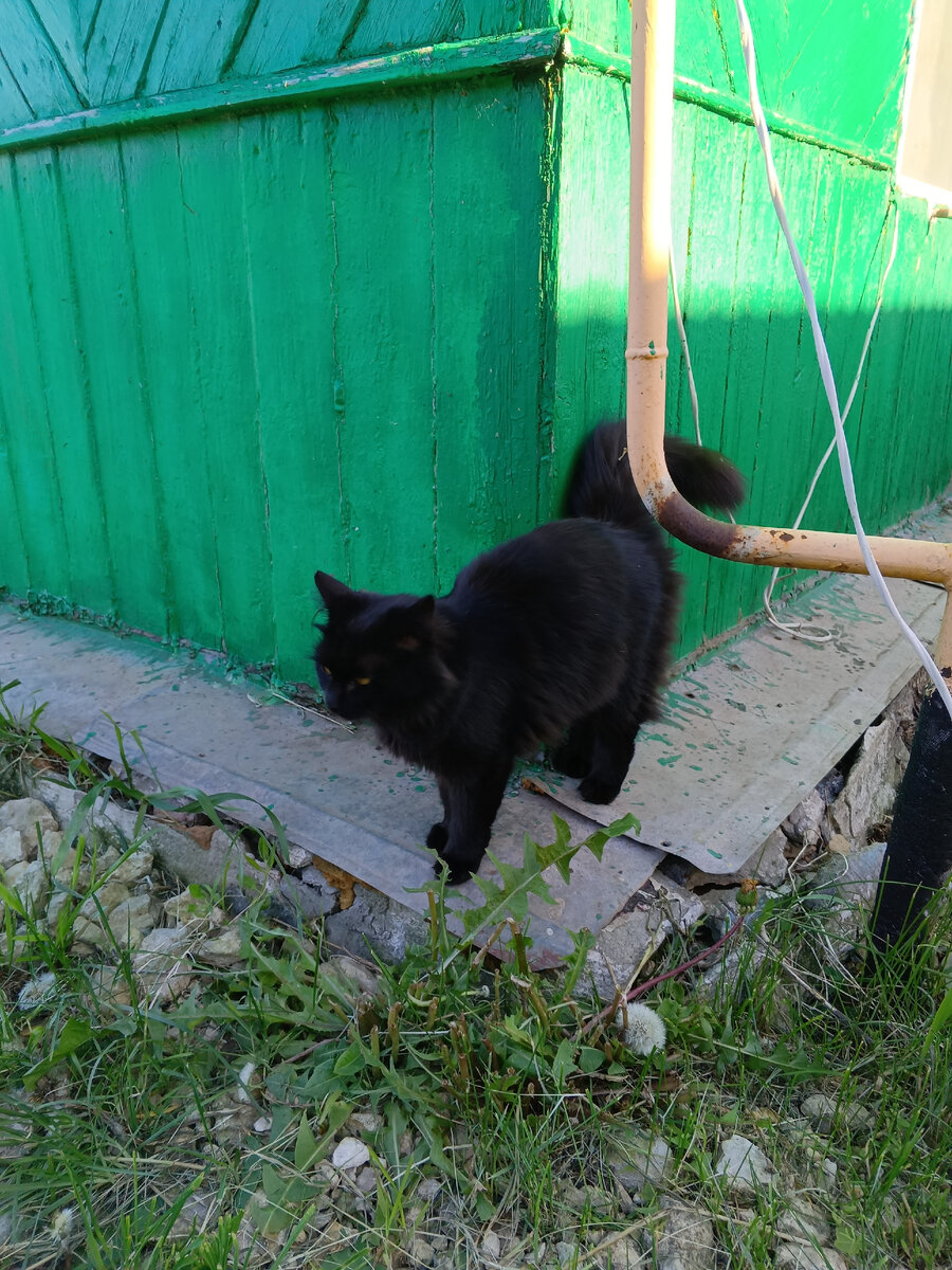 Моя кошка Ноча около этого самого дома, фото моё.
