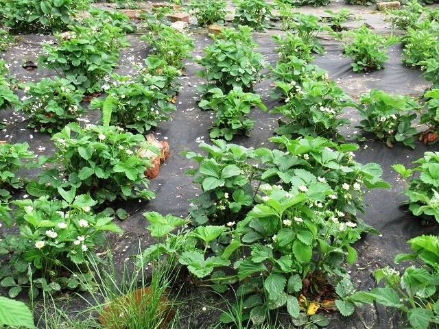 5 мероприятий, которые важны для лучшего цветения клубники. Делаю всегда так и урожаем довольна