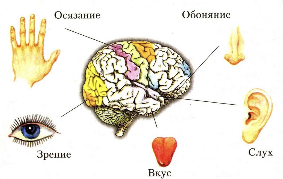 Пять основных чувств.