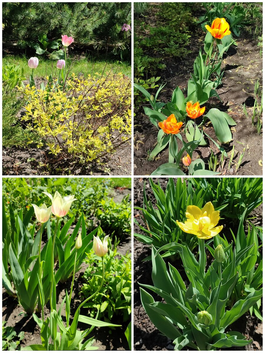 Там-сям цветут остатки тюльпанов... Ранние и на солнце закончились, поздние и в тени еще имеются 