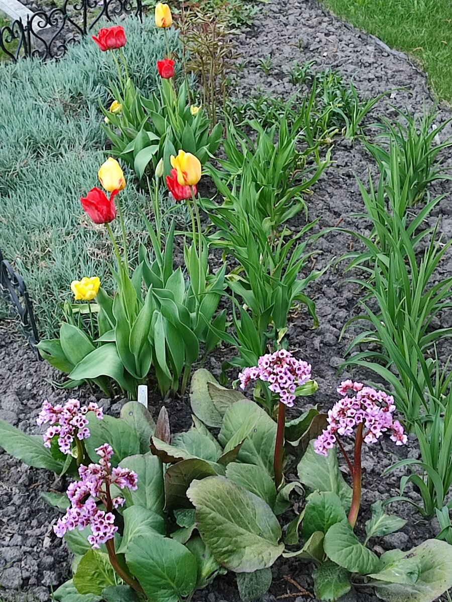 От 18-го мая тюльпаны и бадан