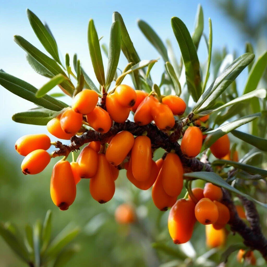 🍊 Польза облепихи: удивительные свойства и применение 🍊 | Лёгкие и  Вкусные Рецепты | Дзен