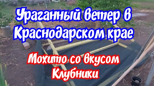 Ураганный ветер в Краснодарском крае. Мохито с клубникой на зиму.