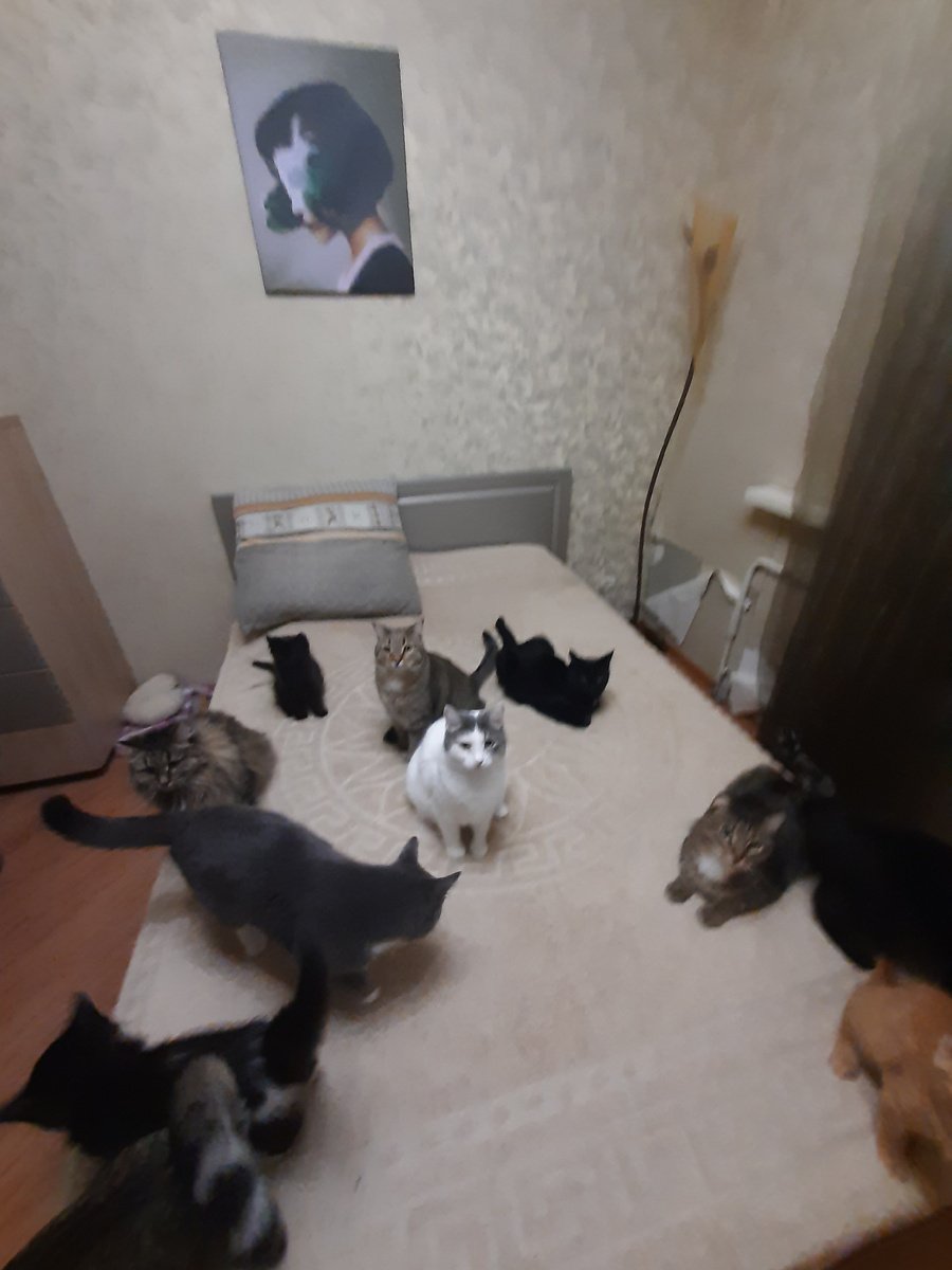 Новая кровать нравится всем😺