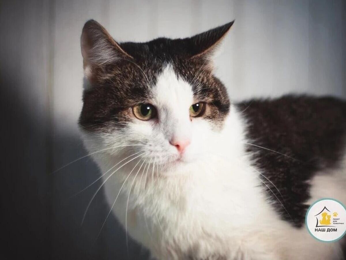    Кот Лучик© Фото : Группа в ВК "Приют для животных "Наш дом"