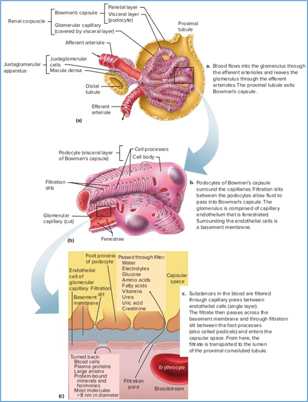 Figure 10.1. The renal corpuscle. (a) Anatomy of the renal   corpuscle. (b) Inset view of podocytes and capillaries. (c) Glomerular   filtration membrane. Whereas most plasma proteins are turned back, some   polypeptides are filtered. This creates a filtrate in Bowman's capsule that   is essentially protein free. Eric P. Widmaier Human Physiology. The   Mechanisms of Body Function, New NY: McGraw-Hill Education. 2019.   https://lccn.loc.gov/2017048599