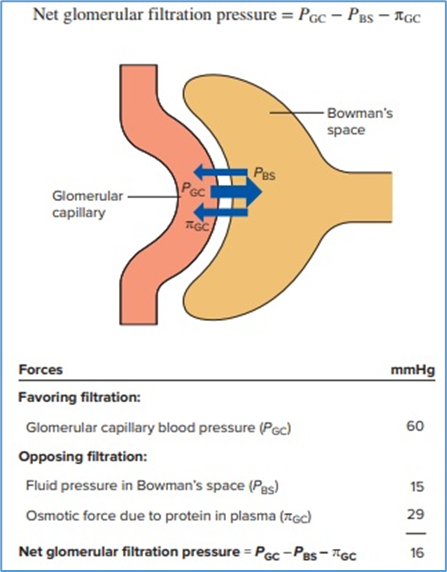 Figure 10.2. Forces involved in glomerular filtration. The   symbol π denotes the osmotic force due to the presence of   protein in glomerular capillary plasma. (Note: The concentration of protein   in Bowman’s space is so low that πBS, a force that would favor filtration, is considered zero). Eric P.   Widmaier Human Physiology. The Mechanisms of Body Function, New NY:   McGraw-Hill Education. 2019. https://lccn.loc.gov/2017048599