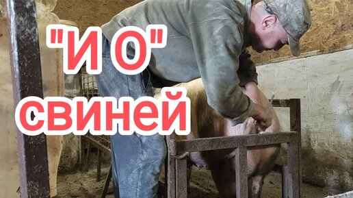 Хряка нема 🤷‍♂️ осваиваю искуственное осеменение свиней