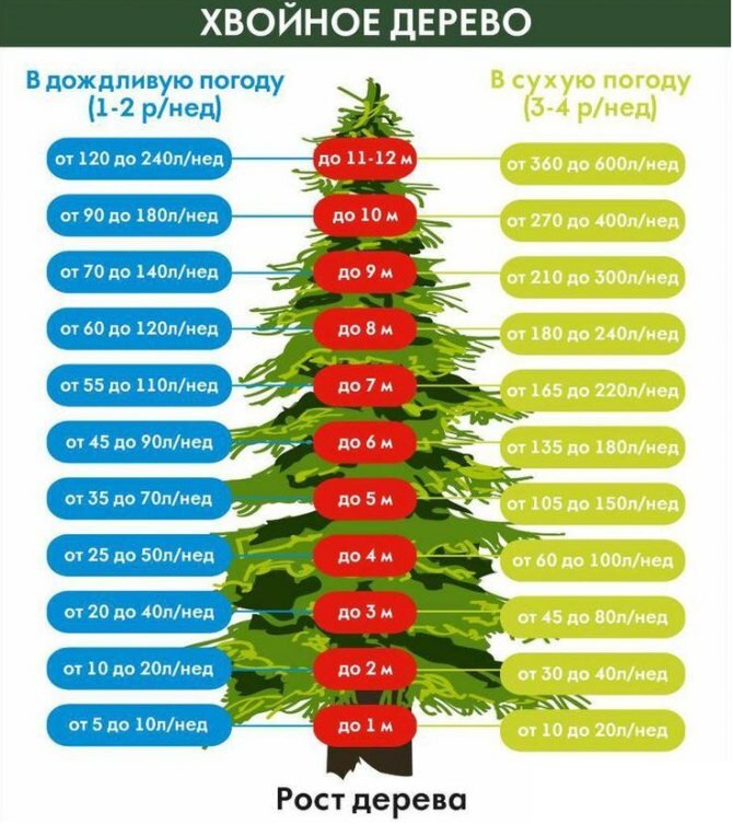 Нормы полива для хвойных растений