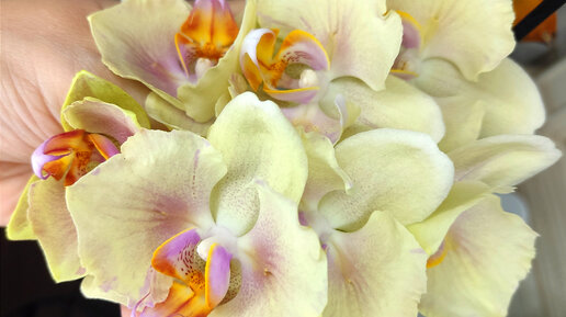 Первое в жизни цветение подростков орхидеи