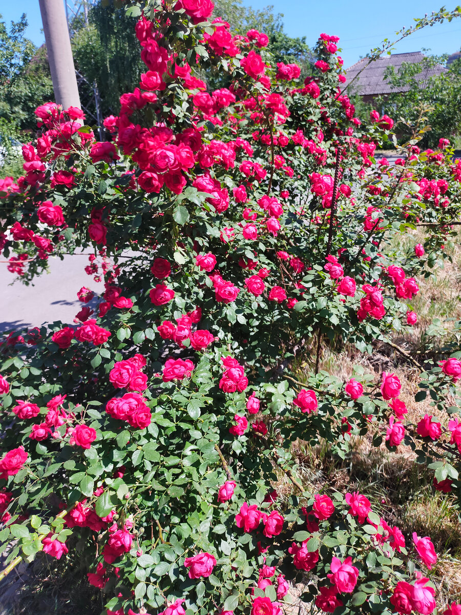Сейчас розы распустились по всему городу 