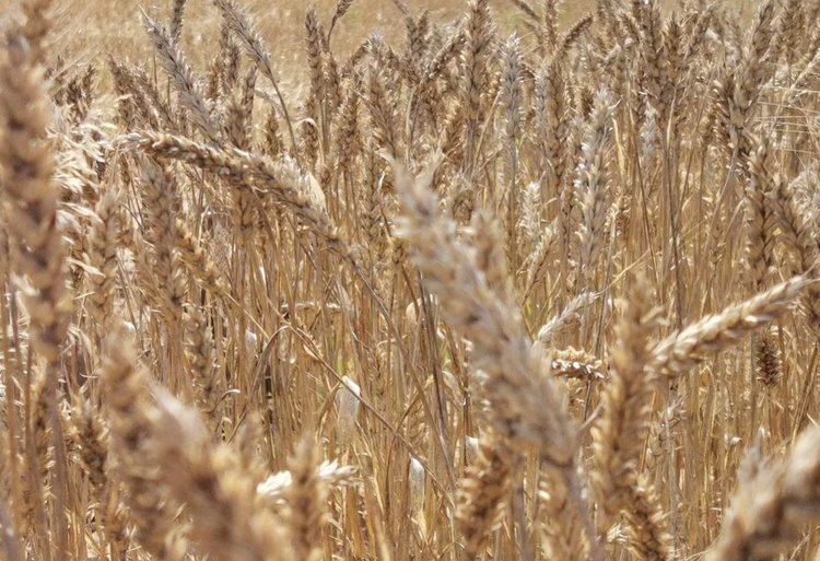    Регенеративная пшеница в Мексике обогнала традиционную по урожайности