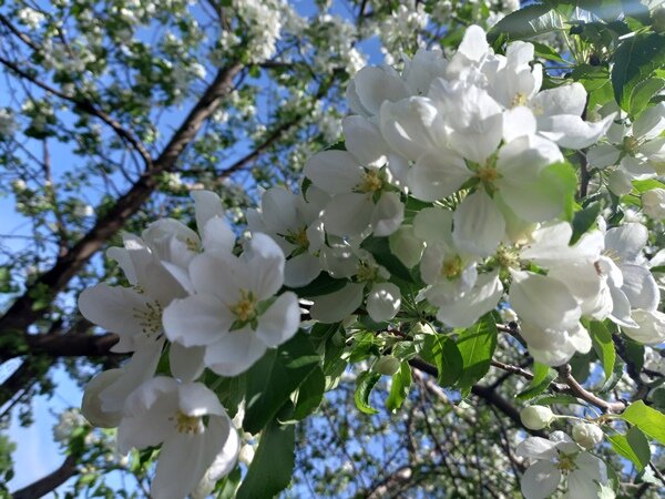 Цветёт яблоня ранетка.