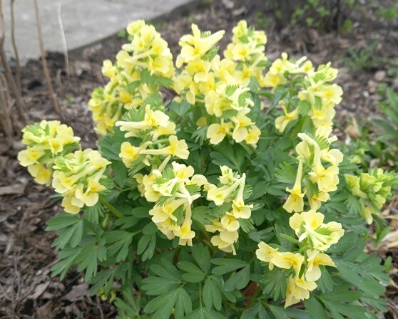 Хохлатка жёлтая.