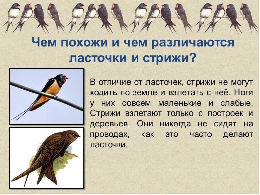 Весна и птички. | Будни и праздники неработающей пенсионерки. | Дзен