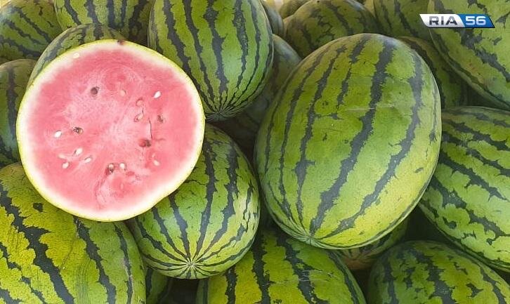    Арбузы и дыни будут. Под Соль-Илецком планируют засеять 25,6 тысяч гектаров бахчевых Кристина Просвиркина
