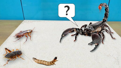 На кого нападет скорпион? Сверчка, таракана или зофобаса?