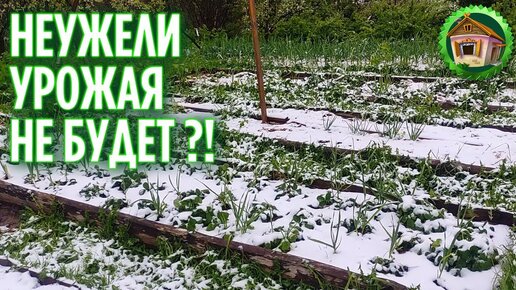 Наш огород не выдержал мороза. Наш сад и огород засыпало снегом. 278 серия