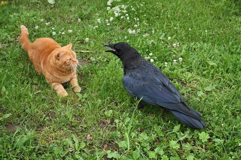 Ворона защищает котят от других домашних животных. 