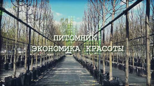 Питомник: экономика красоты